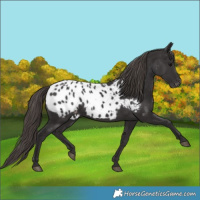 Horse Color:Smoky Black Appaloosa 