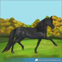 Horse Color:Black Appaloosa 