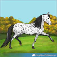 Horse Color:Black Near Leopard 