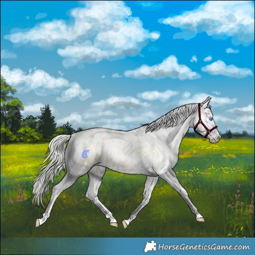 Horse Color:Silver Amber Champagne Pearl Dun Tobiano Appaloosa Rabicano  and Silver Amber Champagne Pearl Dun Tobiano Appaloosa Rabicano 
