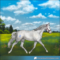 Horse Color:Silver Amber Champagne Pearl Dun Tobiano Near Leopard Rabicano  and Silver Amber Champagne Pearl Dun Tobiano Near Leopard Rabicano 