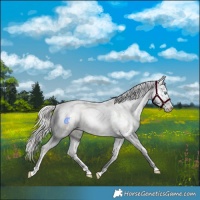 Horse Color:Silver Amber Champagne Pearl Dun Tobiano Appaloosa Rabicano and Silver Amber Champagne Pearl Dun Tobiano Appaloosa Rabicano