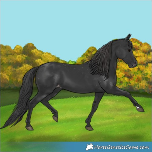 Horse Color:Black Appaloosa