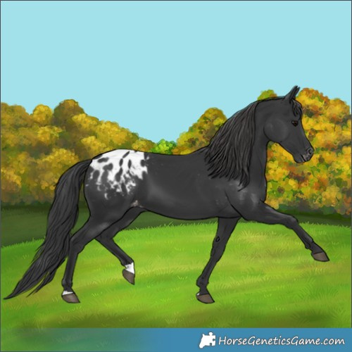 Horse Color:Black Appaloosa