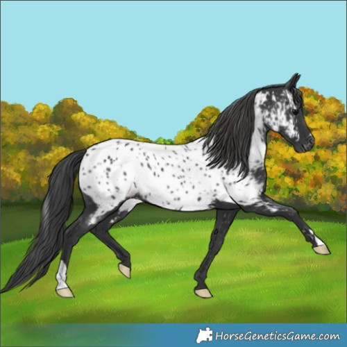 Horse Color:Black Appaloosa