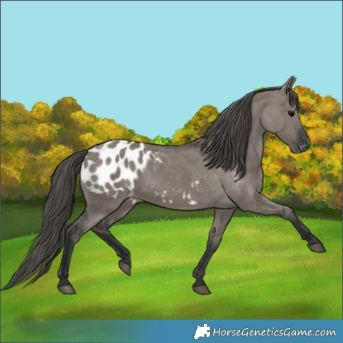 Horse Color:Grullo Appaloosa 