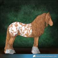 Horse Color:Chestnut Tobiano Appaloosa