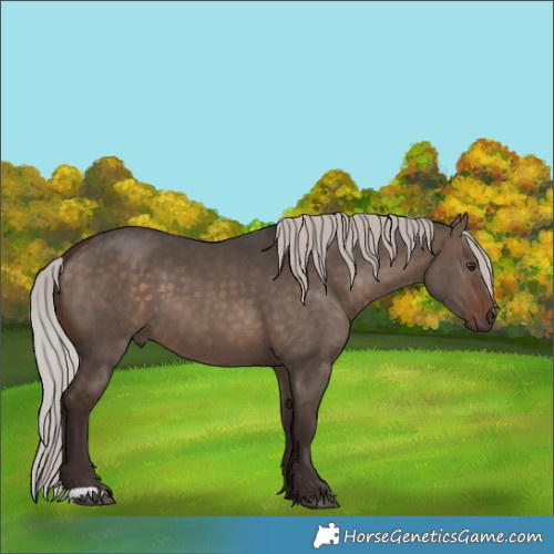 Horse Color:Silver Brown Dun 