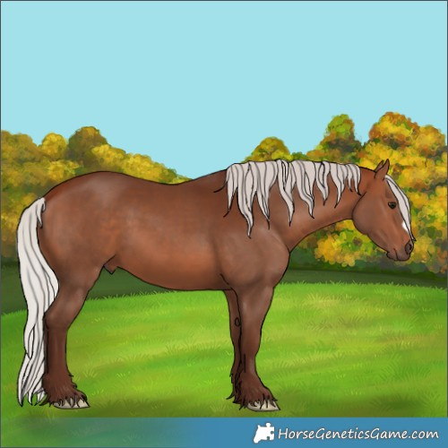 Horse Color:Silver Bay 