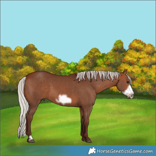 Horse Color:Silver Bay Frame 