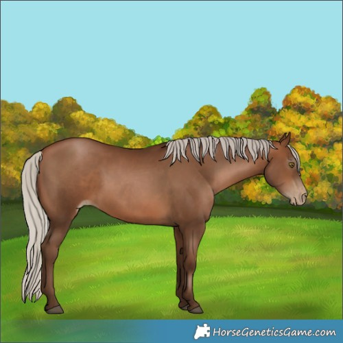 Horse Color:Gray Silver Bay Pearl