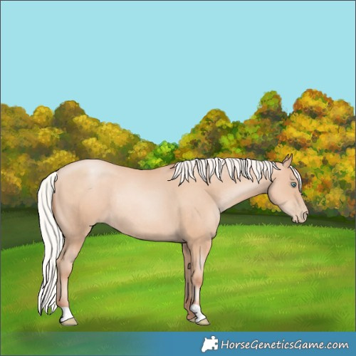 Horse Color:Silver Amber Champagne Pearl Rabicano
