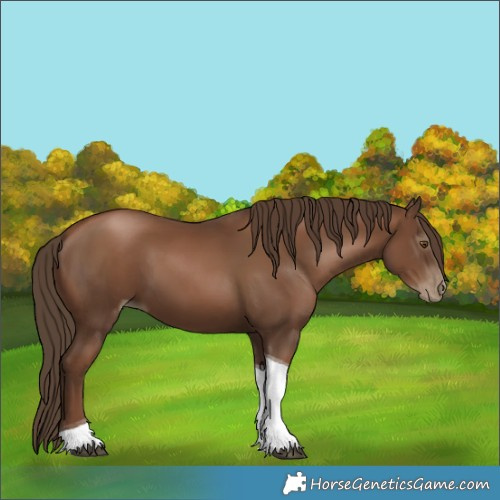 Horse Color:Gray Black Pearl Tobiano