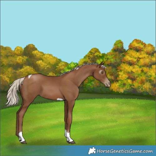 Horse Color:Unknown 