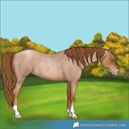 Horse Color:Gray Red Roan Pearl 