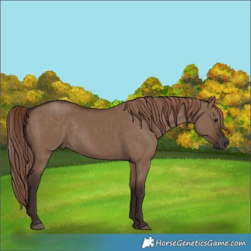Horse Color:Liver Red Dun 