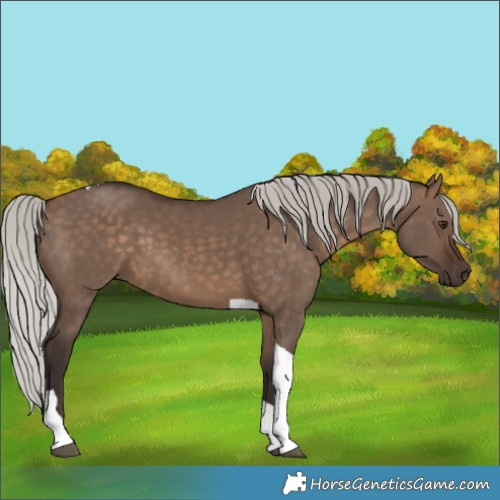 Horse Color:Silver Brown Dun Tobiano 