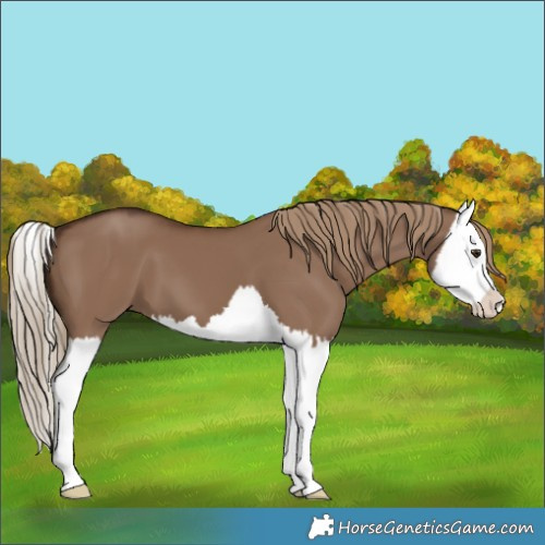 Horse Color:Liver Red Dun Splash 