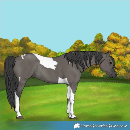 Horse Color:Grullo Tobiano Rabicano 