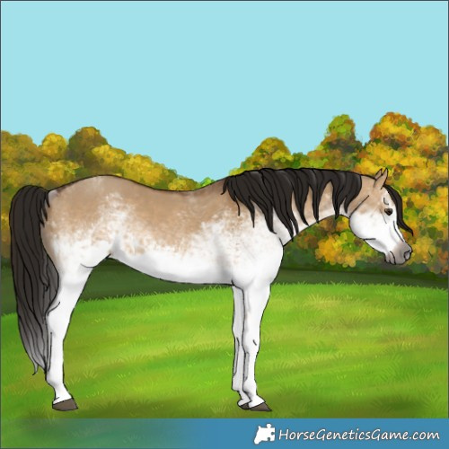 Horse Color:Gray White Spotted Bay Dun Splash 