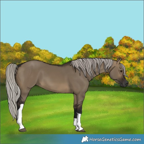 Horse Color:Gray Silver Brown Dun Sabino Tobiano 