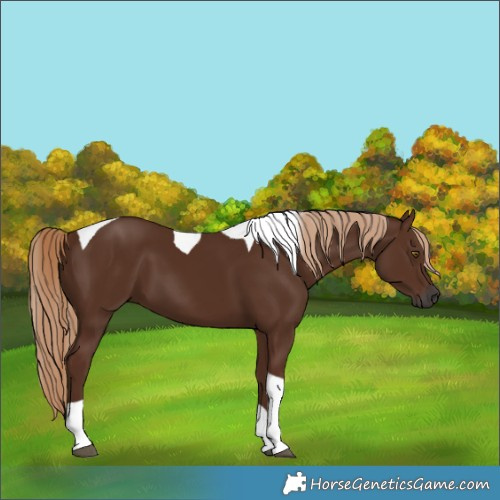 Horse Color:Gray Chestnut Tobiano