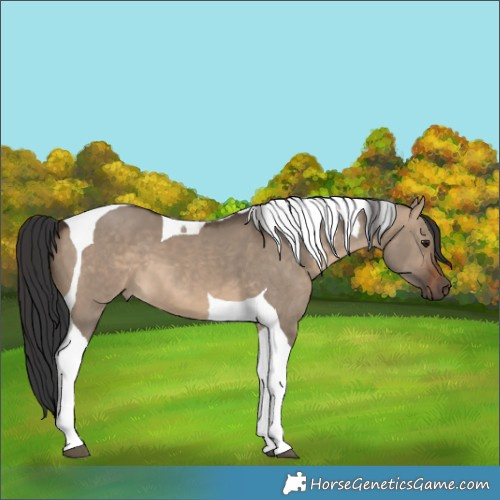 Horse Color:Brown Dun Tobiano 