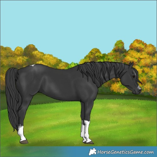 Horse Color:White Spotted Black Tobiano 