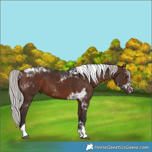 Horse Color:Silver Brown Tobiano 