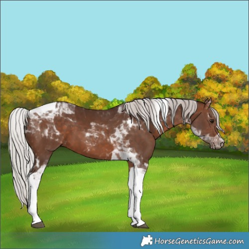 Horse Color:Silver Brown Tobiano