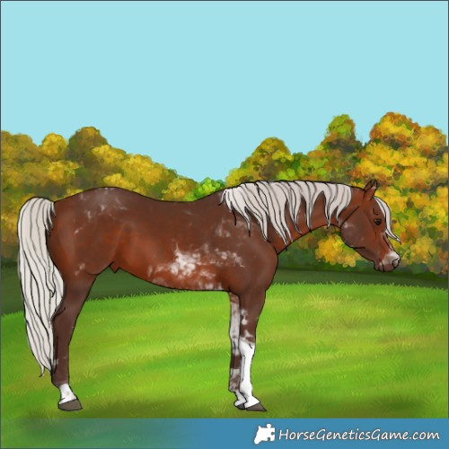 Horse Color:Silver Brown Tobiano 