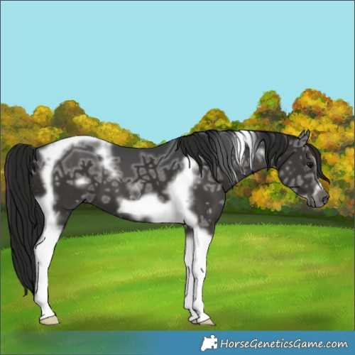 Horse Color:Gray Black Ice Tobiano Frame