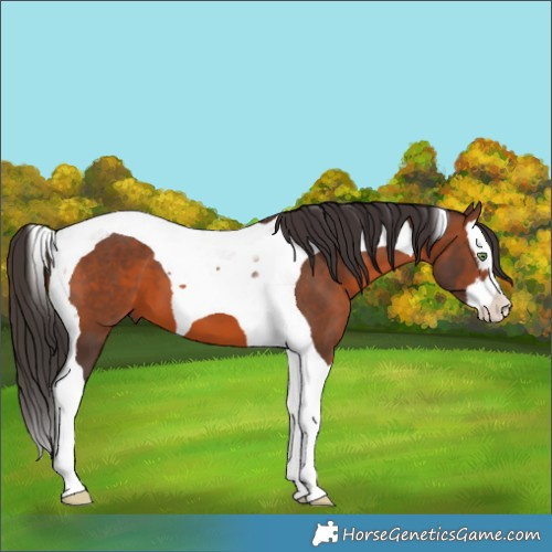 Horse Color:Brown Splash Tobiano 