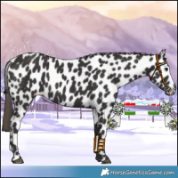 Horse Color:Smoky Black Leopard 