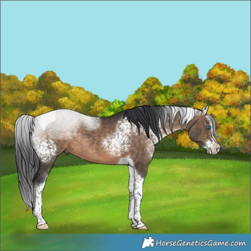 Horse Color:White Spotted Brown Dun Splash Tobiano Rabicano 