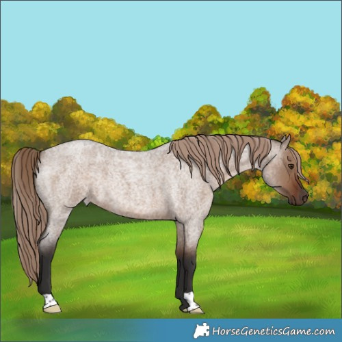 Horse Color:Liver Red Dun Roan 