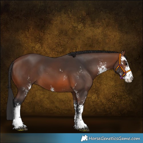 Horse Color:Brown Sabino 
