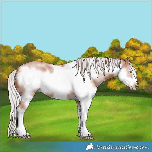 Horse Color:Silver Classic Champagne Sabino Frame