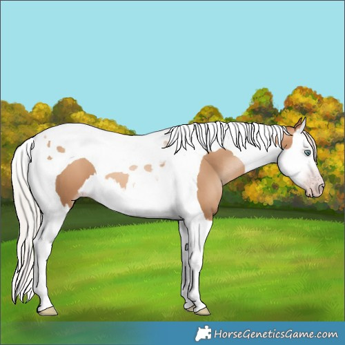 Horse Color:Gray Silver Sable Champagne Pearl Splash Tobiano 