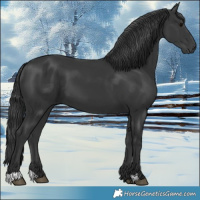 Horse Color:Black 
