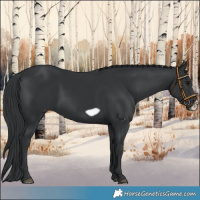 Horse Color:Black Frame 