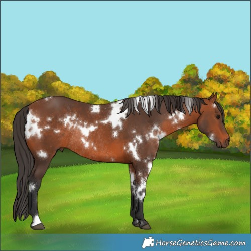 Horse Color:White Spotted Bay Rabicano 