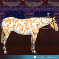 Horse Color:Buckskin Near Leopard 