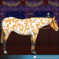 Horse Color:Buckskin Appaloosa