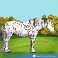 Horse Color:Bay Appaloosa 