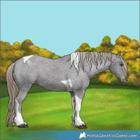 Horse Color:Smoky Black Tobiano Appaloosa 