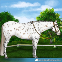 Horse Color:Buckskin Appaloosa 