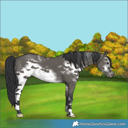 Horse Color:White Spotted Grullo Frame Rabicano 