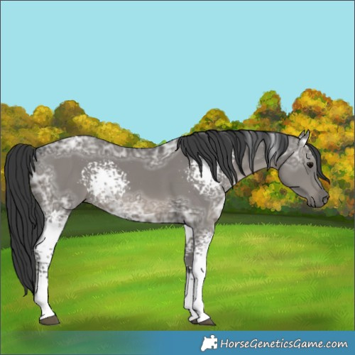 Horse Color:White Spotted Grullo Ice Rabicano