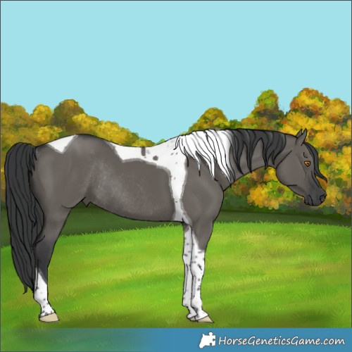 Horse Color:Grullo Tobiano Rabicano 